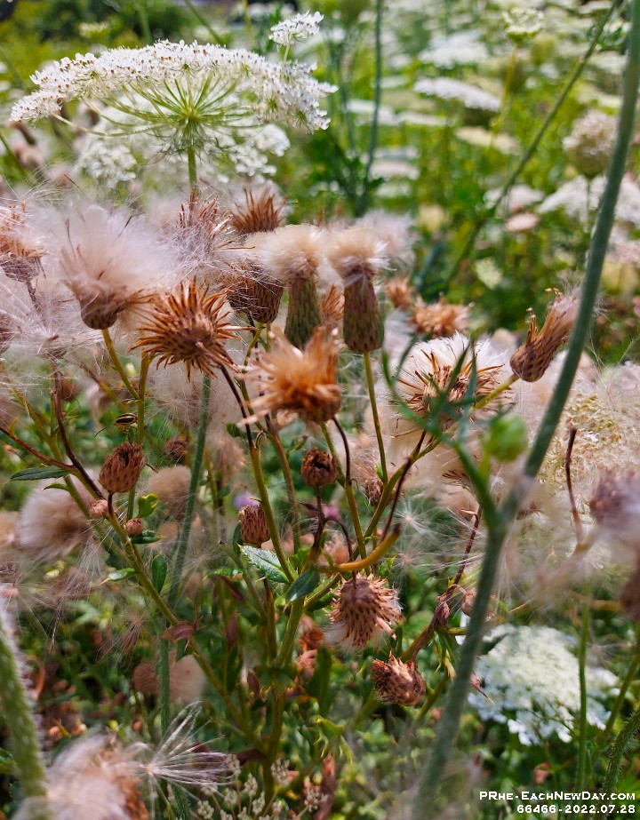 66466CrLeNrUsmRe - Along Miller's Creek, Sobey's side